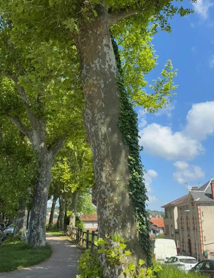 好喜歡火車站前濃密的樹蔭