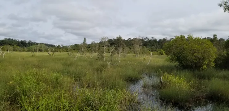 湖的左邊是一片沼澤