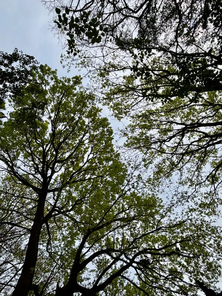 春天樹梢的新芽吐露，嫩綠色的葉片再次擴展，迎接新的成長週期。