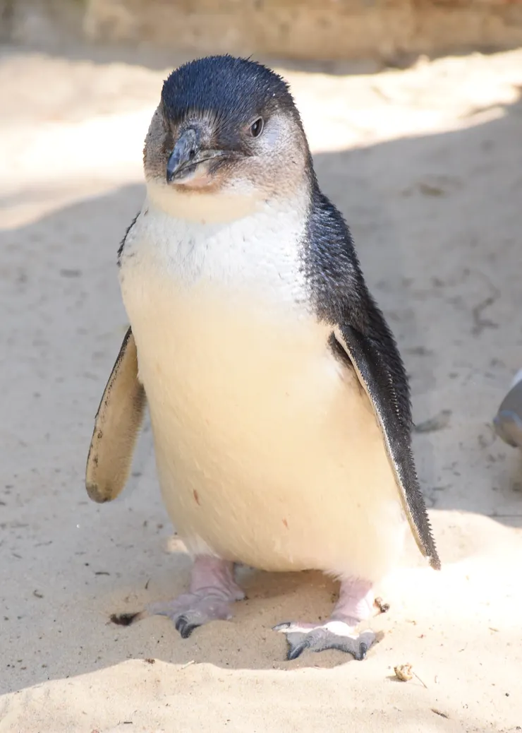這是我們去Featherdale Wildlife Park企鵝體驗中拍攝的企鵝近照，超級萌的藍企鵝