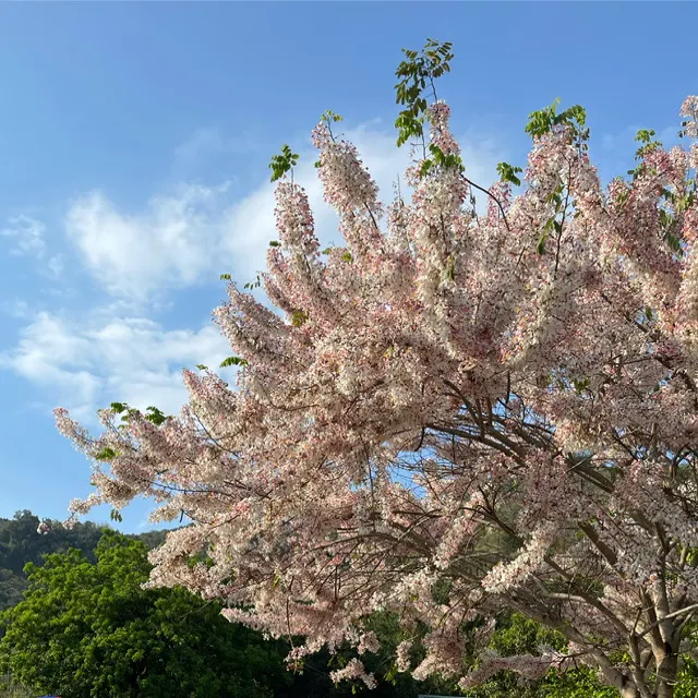 花旗木，photo by bookarchery