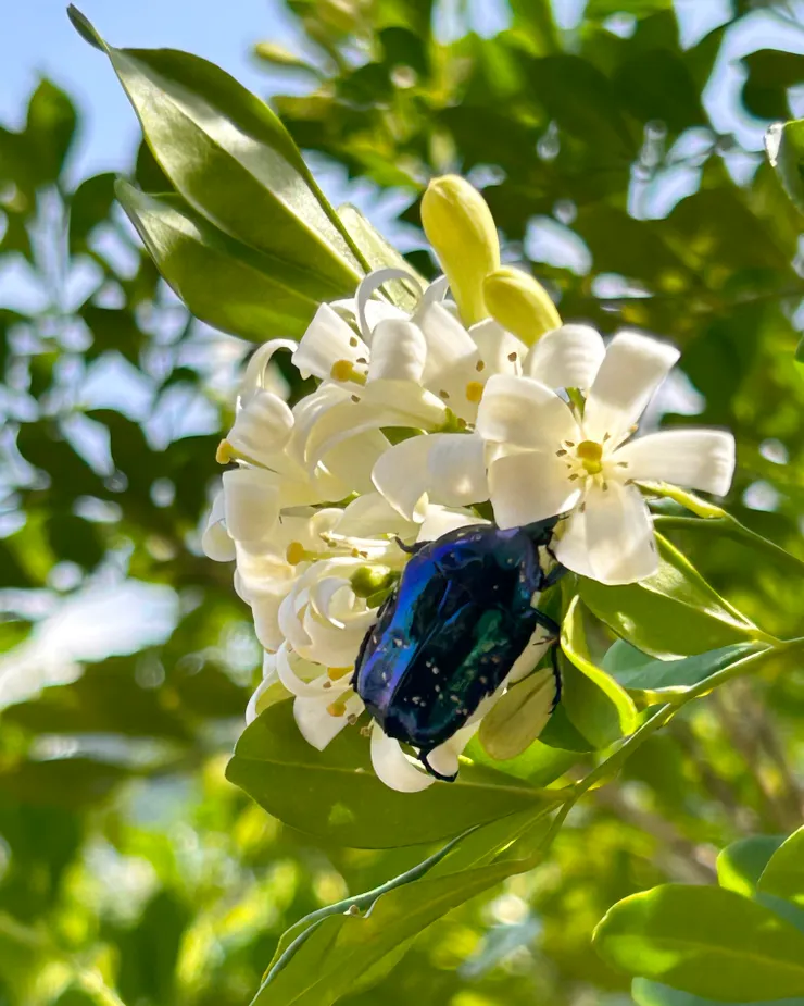 金龜子埋身於花叢中大吃特吃