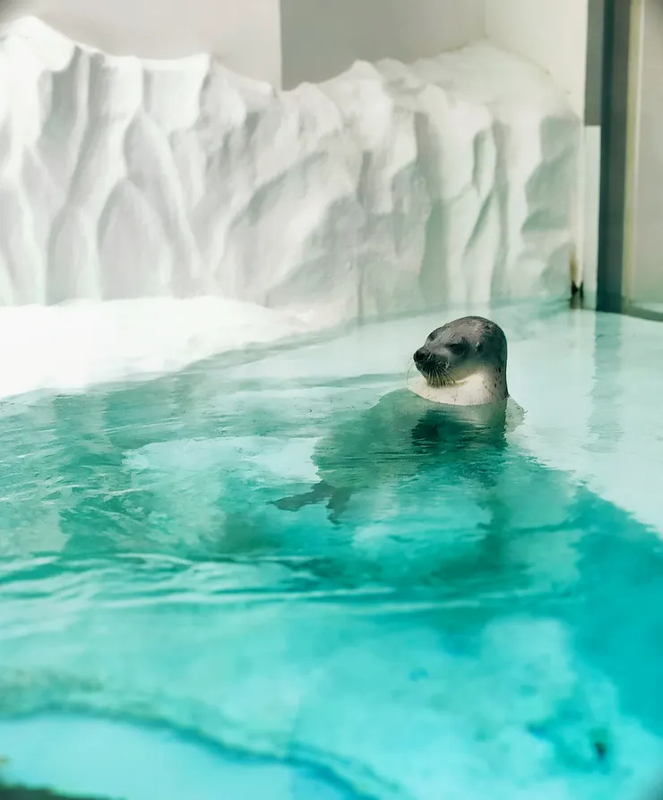大阪海遊館裡很chill的海獅