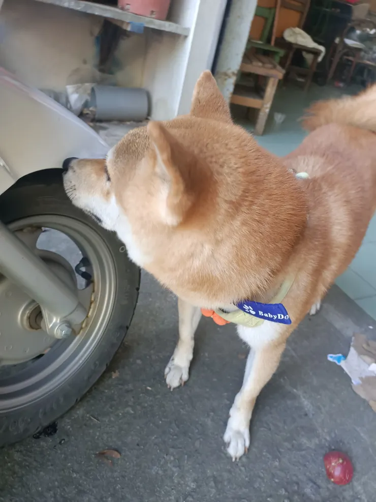 聞聞聞,有吃的嗎?