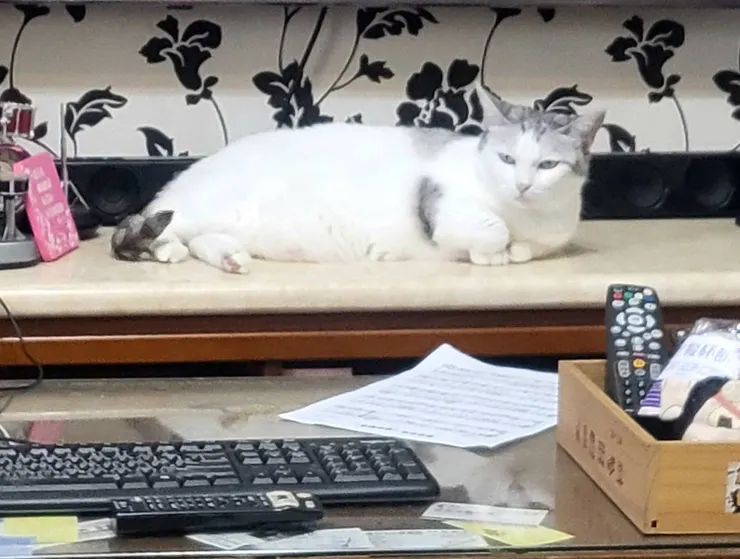 小白(李建崑攝影)