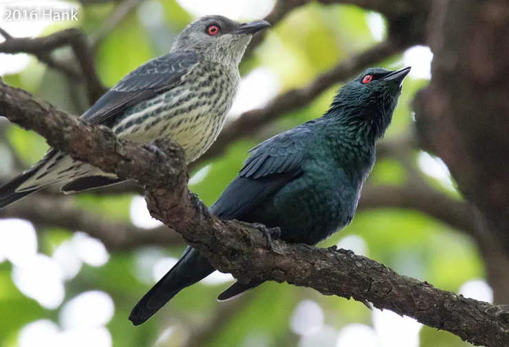 亞洲輝椋鳥（圖片來源：Flickr 創作者： a-giau）