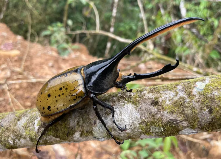 © Ricardo Nieto 的觀察紀錄