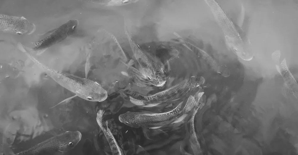 張亦涵的文字集中處