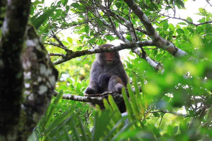 步道上的台灣獼猴