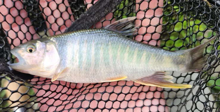 粗首鱲 別名：紅貓（雄）、溪哥（雌魚及幼魚）、闊嘴郎 ；留影不留魚，都市裡的魚別吃比較好。