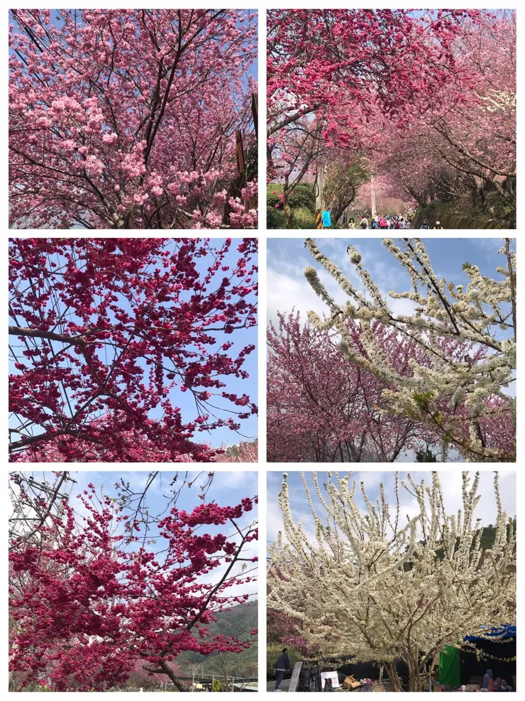 照片右上角的下方有著滿滿人潮