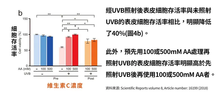 早C晚A 誰重要？兩大時機深入挑戰「早C好處」的保養計畫