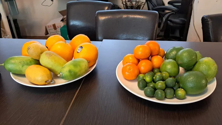 柑橘家族兄弟姊妹很多