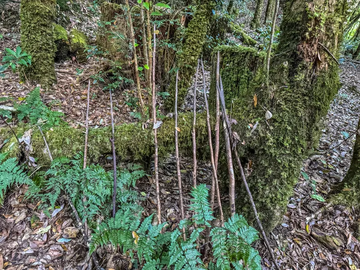 出基那吉山步道上，削的尖尖的樹枝，猜想是做陷阱用的
