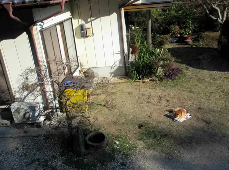 大日寺前的人家與狗