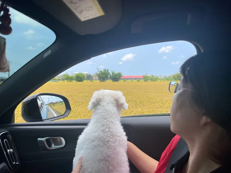 住在鄉下就是常可以看到稻田