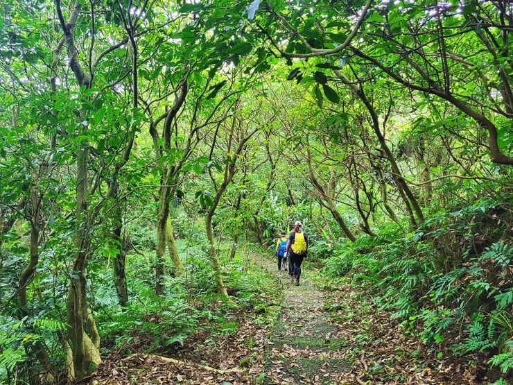 ▲其後的路徑不錯，偶有石板步道。