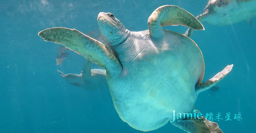 糯米星球的沙龍