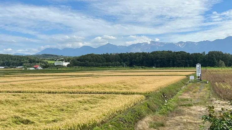 雖然樹已經不在，但碑應該會持續留存吧。