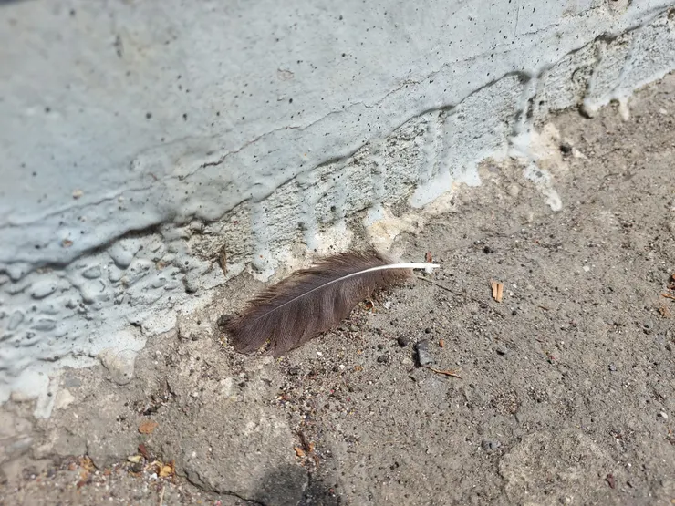 停車時落在機車前方的羽毛。