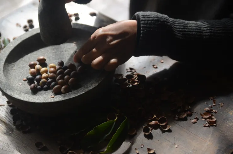 利用石杵敲開橡實尖端即可讓果殼裂開