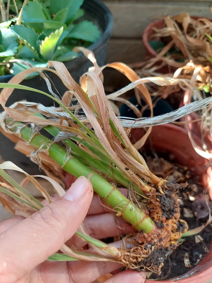 被我種到枯萎的射干，卻看清楚了它的莖，一節一節有如竹節。