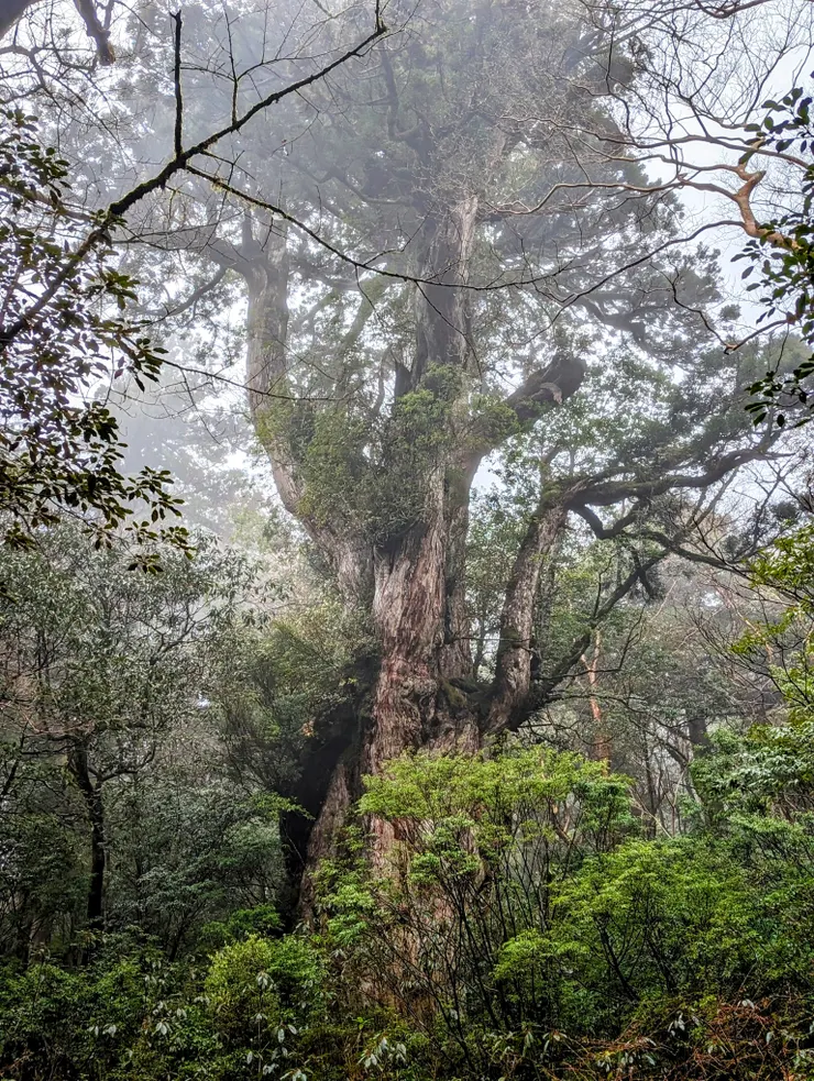真正的繩文杉本樹