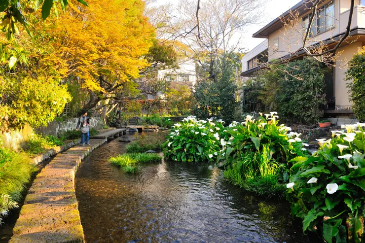 【來到源兵衛川，海芋盛開。】