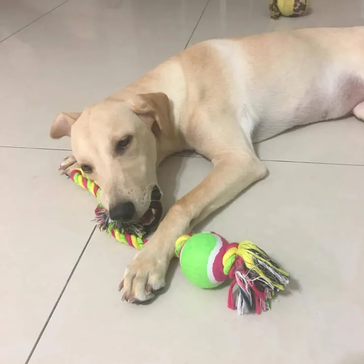 雞蛋不滿一歲的照片，好瘦😆