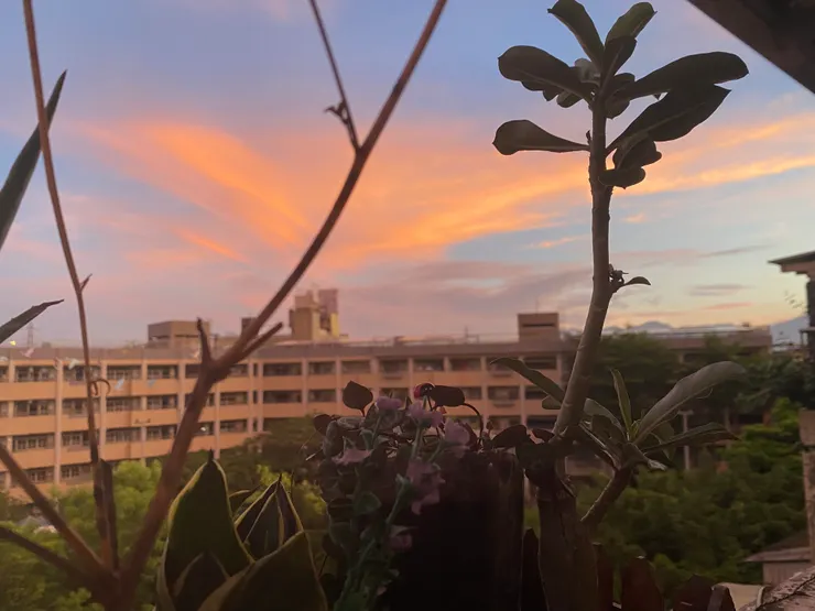 2023.07.19的沙漠玫瑰