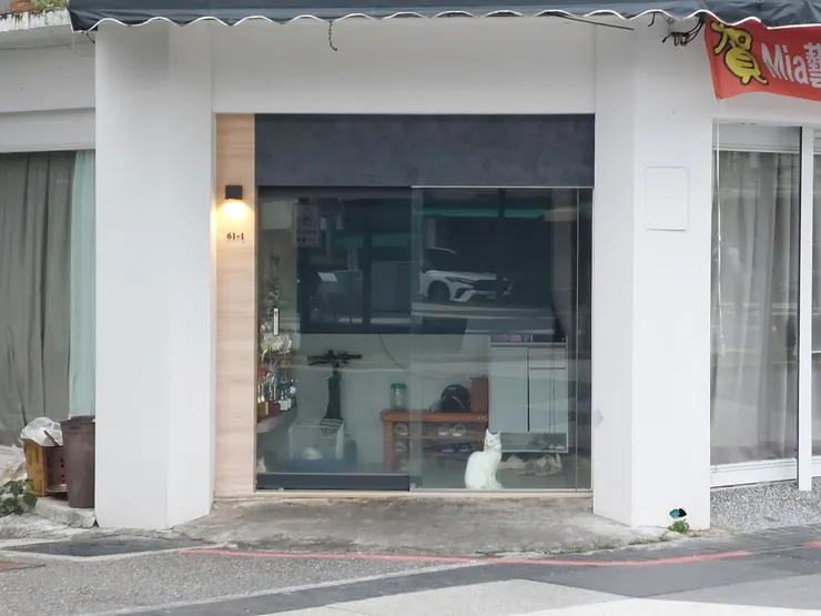 看風景的貓 / 資料來源：我自己