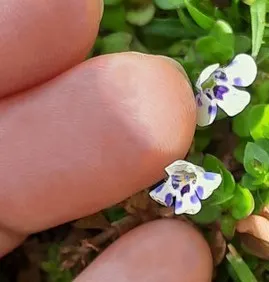 原来不到尾指大的花儿，神也为你设计得如此精细！