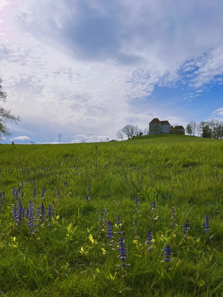 小城堡湖畔紫色的花朵。