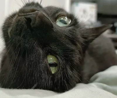 光塵憂鬱症日記 反者道之動，弱者道之用 