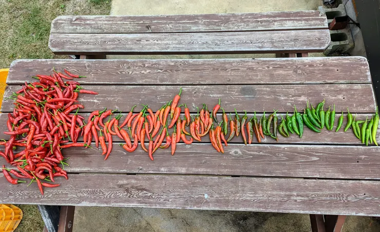 療癒的天然色階