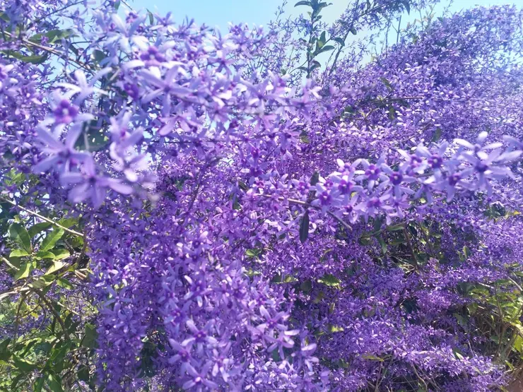 這是錫葉藤的紫 紫得非常艷，與紫藤是完全不同的風情