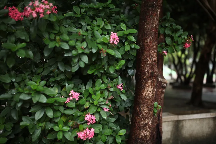 因雨水浸潤，除了還原忠實色彩外，還像是洗了澡似的，多了分清透亮麗。