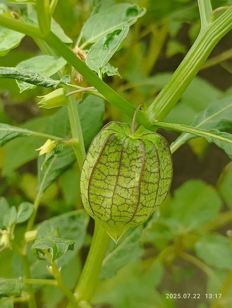 燈籠果，自拍攝