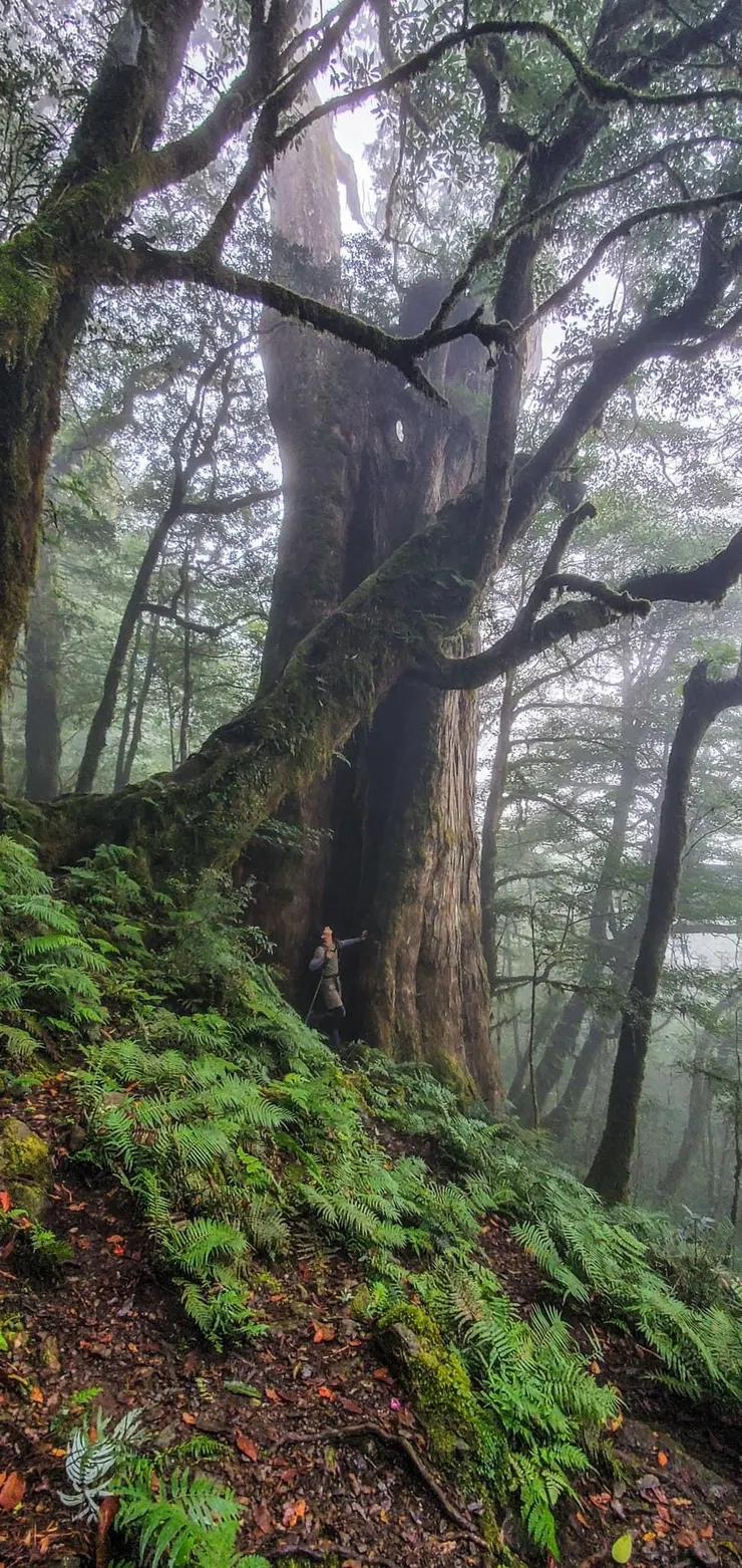 樹心是中空的耶！！