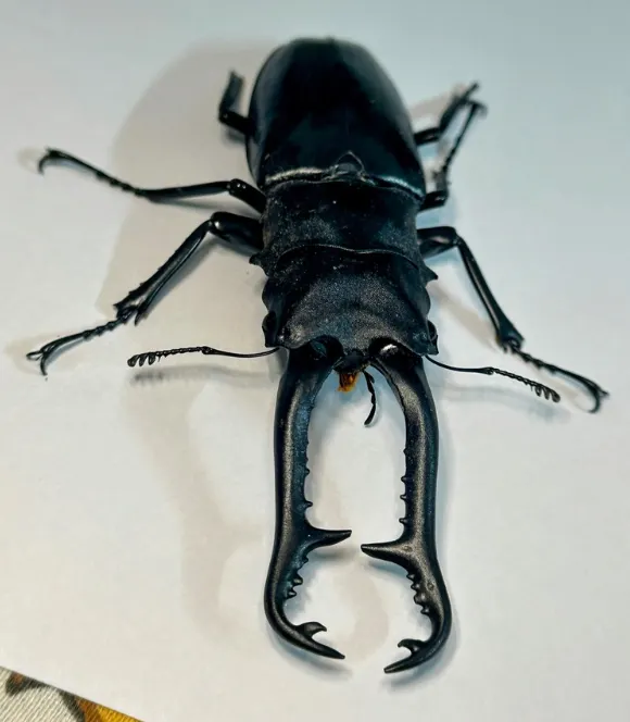 © Santosh Roy 的觀察紀錄