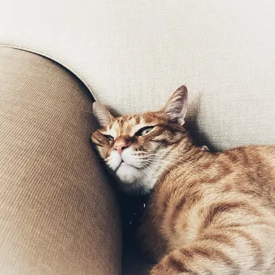 咪咪毛毛Instagram