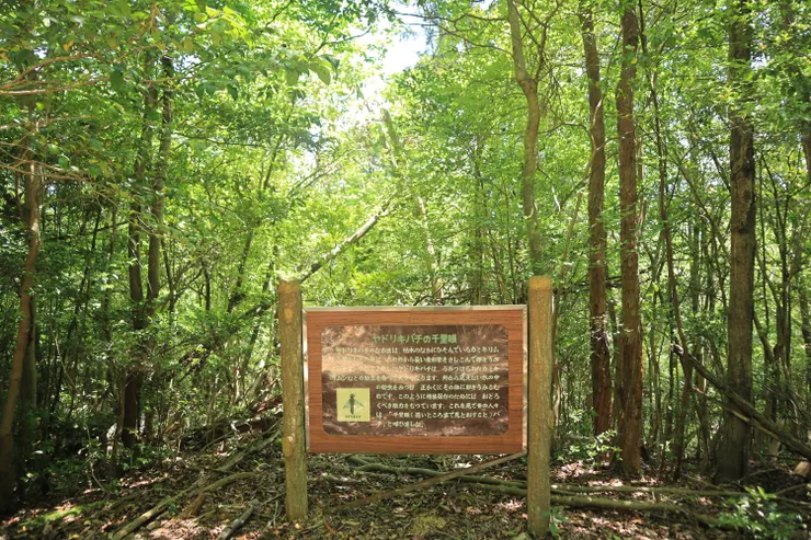 又是一座昆蟲看板－YADORIKIBACHI（被喻為千里眼的蜂種）