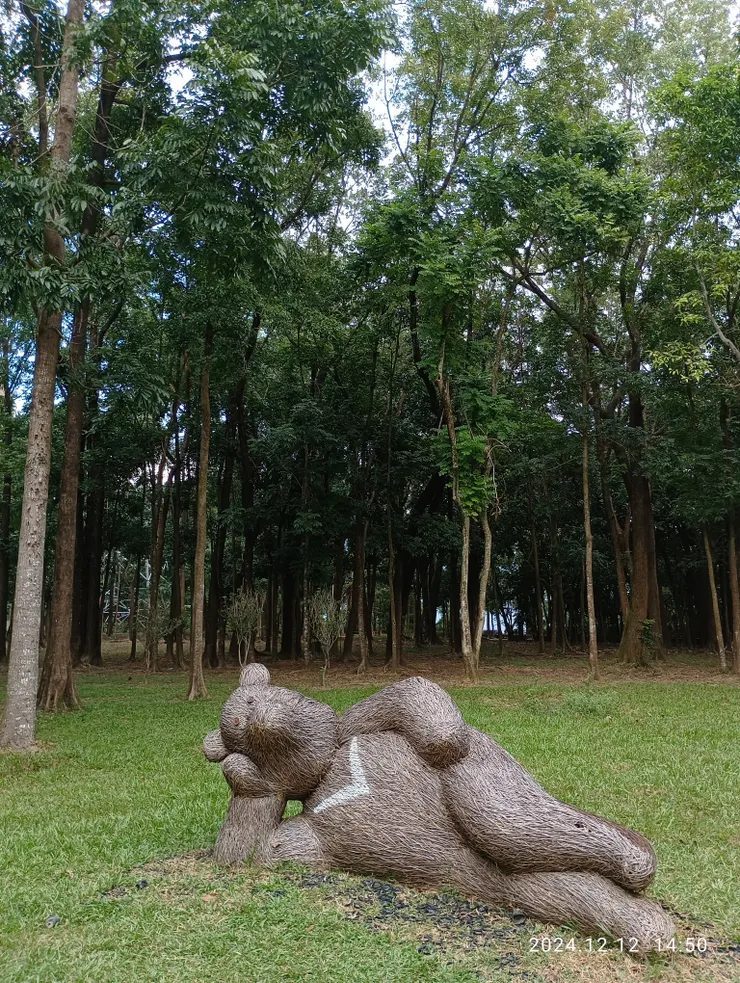 照片左側即桃花心木林