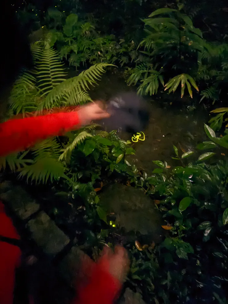 2026/04/25 戶外螢火蟲