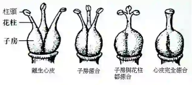 歎息無名供佛花——荷花玉蘭