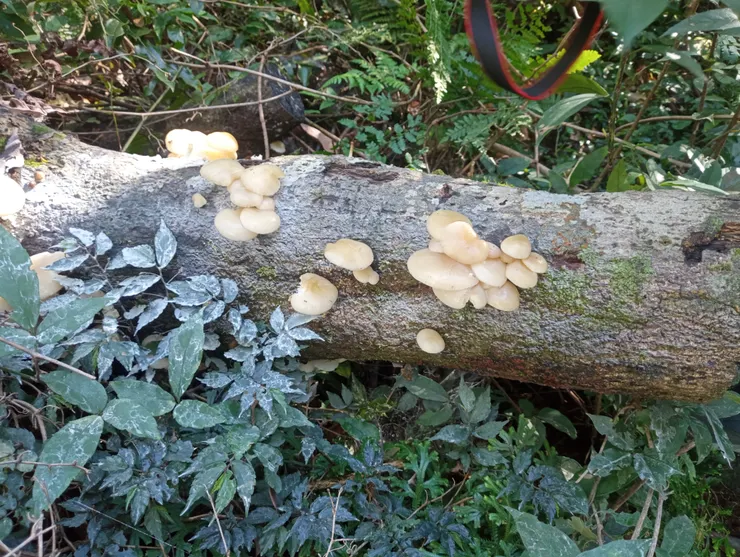 健行途中所見,雪白色真菌類菇