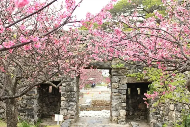 沖繩今歸仁城櫻花節