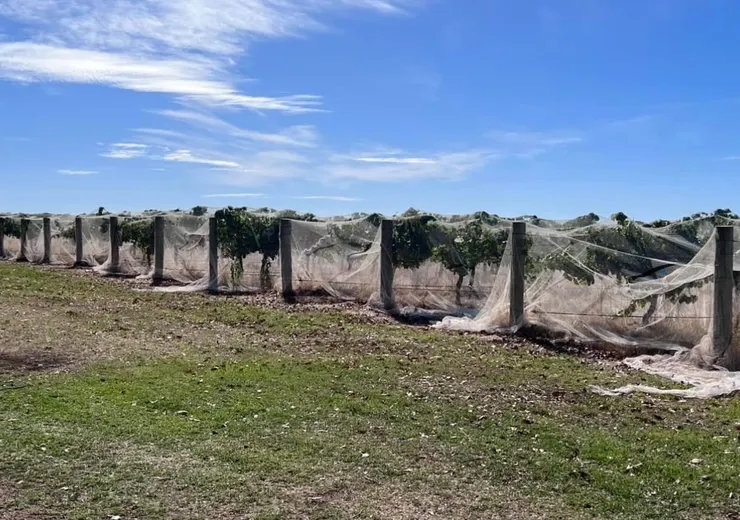 掛上蚊帳的葡萄樹