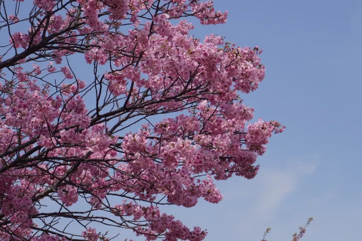 謝謝東京，第一次的追櫻之旅很完美