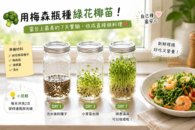用梅森瓶種綠花椰苗